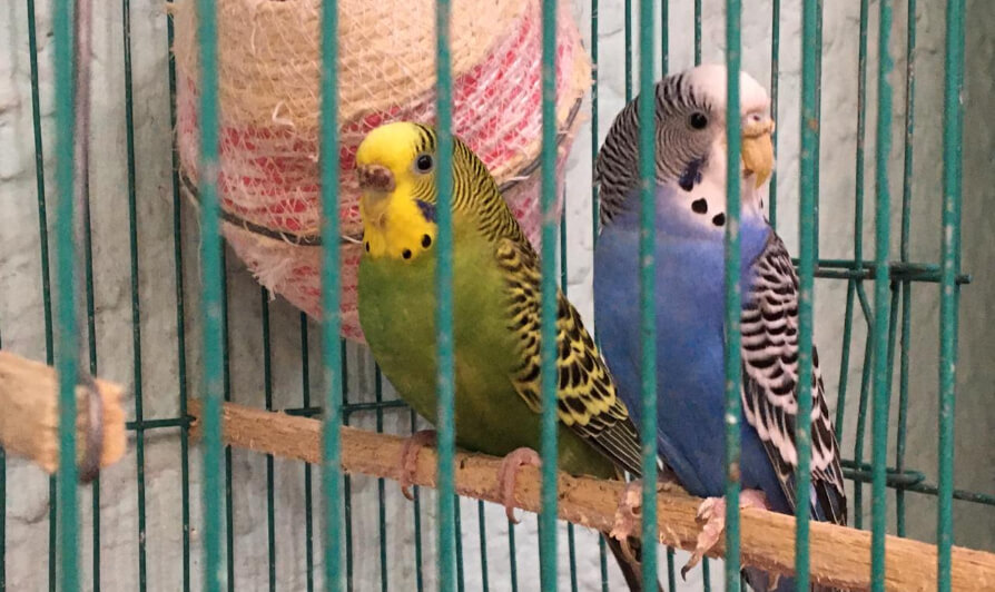 consecuencias legales de fauna el santanderista
